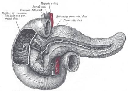 Picture of basic duodenum anatomy
