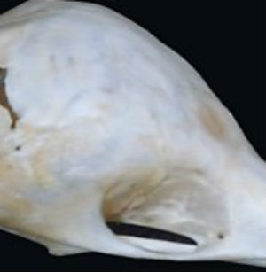 echidna cranium close-up