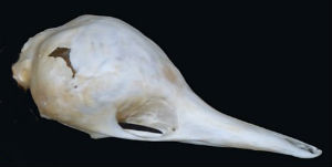 echidna skull