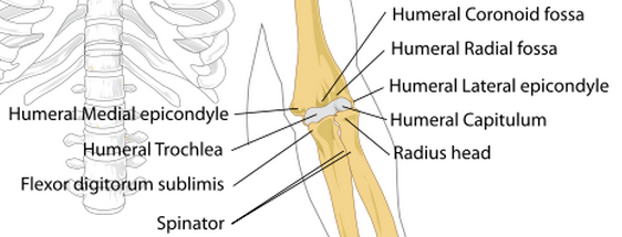 Elbow anatomy