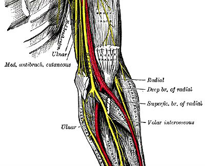 elbow nerves