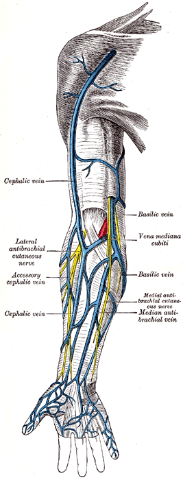 elbow veins