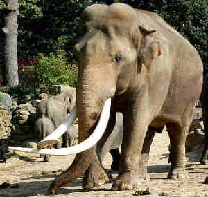 Elephas maximus