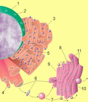 Endoplasmic Reticulum