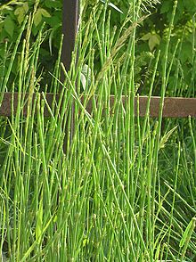 Equisetum moorei