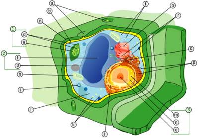 Eukaryotic Cell Structure