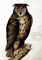 Eurasian Eagle-owl