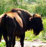 European bison