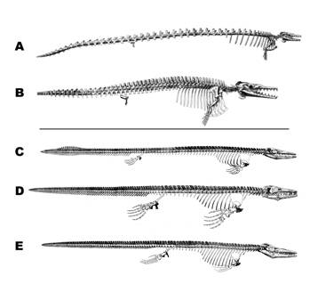 evolution of whales