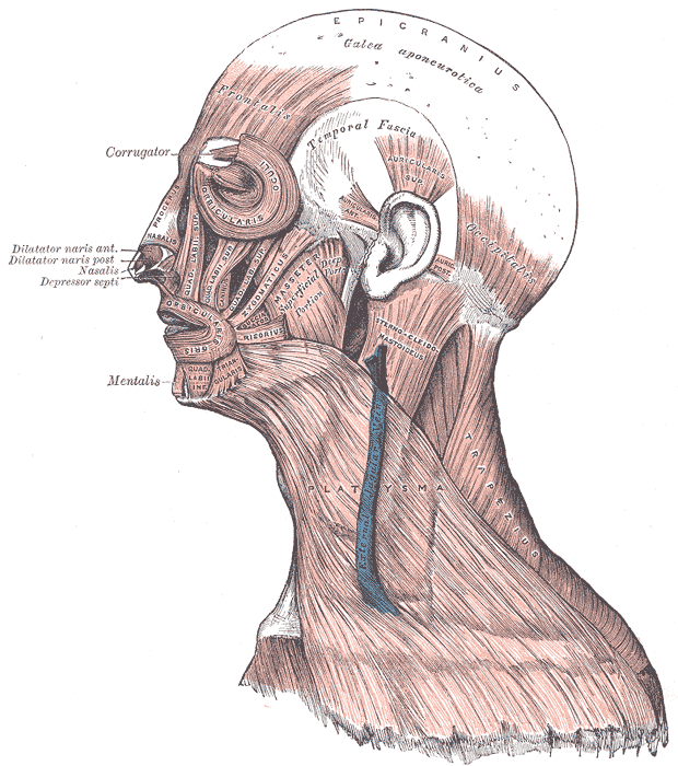 Labelled picture of the facial muscles