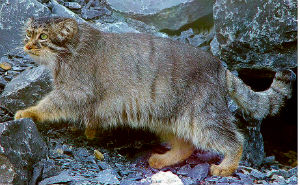 Pallas's cat