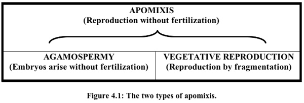 apomixis