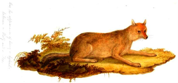 Coyote Fox Mix
