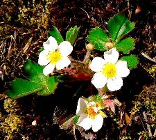 Virginia Strawberry Fragaria virginiana