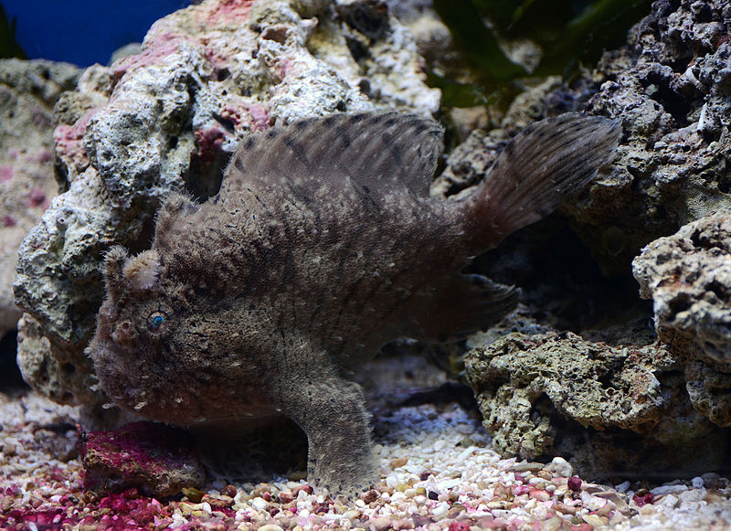 frogfish