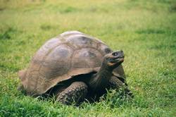 Galapagos Tortoise nigra