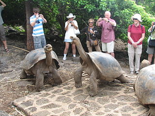 Galapagos tortoise hatchling