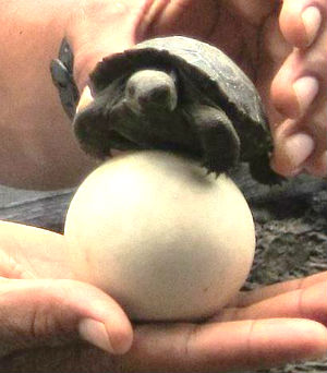 Galapagos tortoise hatchling