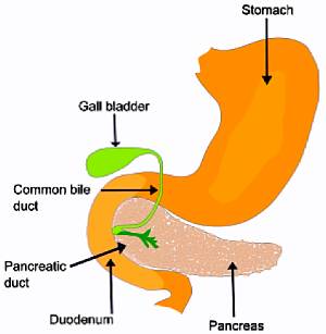 Picture of basic gallbladder anatomy