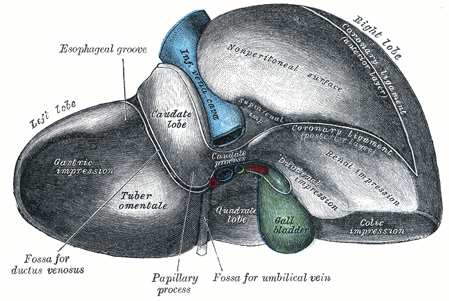 Gallbladder Anatomy