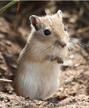 gerbil