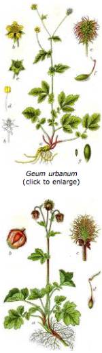 Mendel Geum