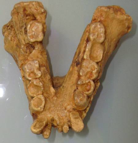 gigantopithecus