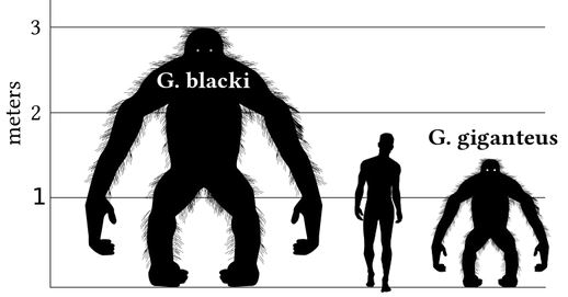 size of gigantopithecus