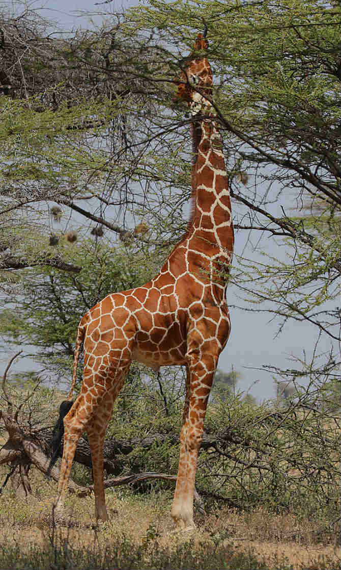 what do giraffes eat