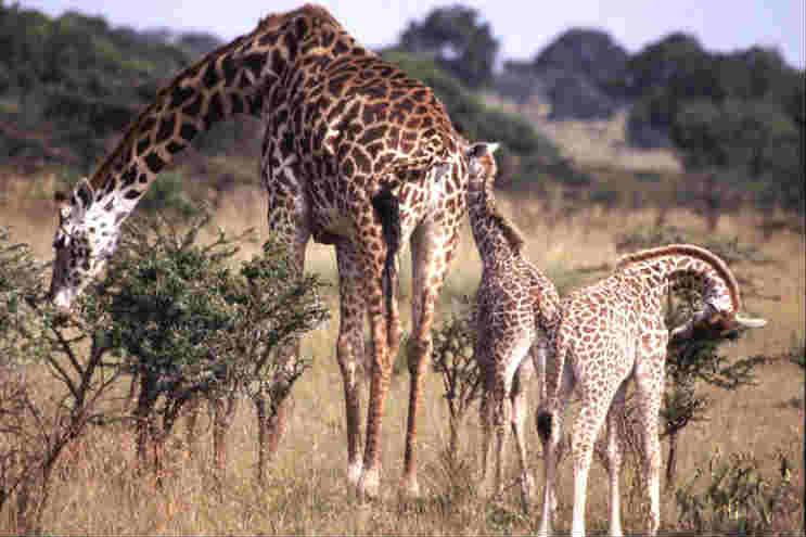 Giraffe family