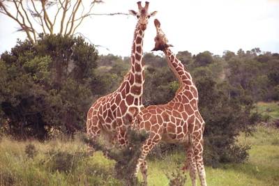 Giraffe | Define Giraffe at.