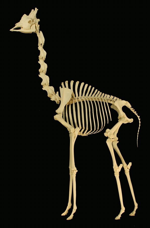 picture of a giraffe skeleton
