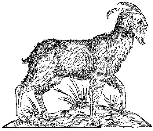 goat-human hybrid