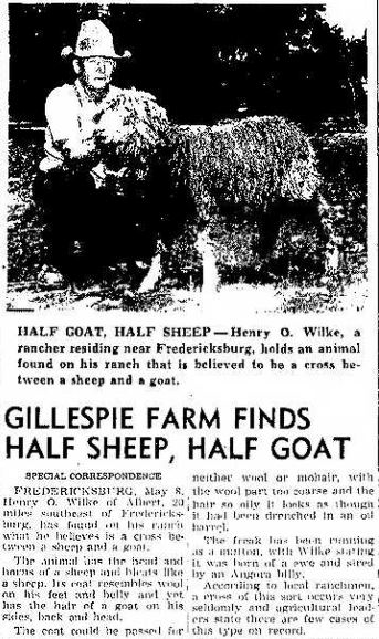 goat-sheep hybrid