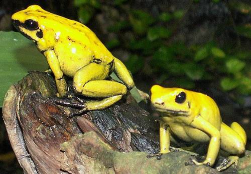 Golden Poison Frog