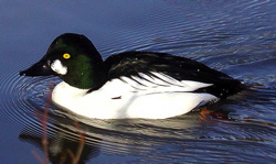 Bucephala clangula