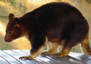 Goodfellow's Tree Kangaroo Dendrolagus goodfellowi