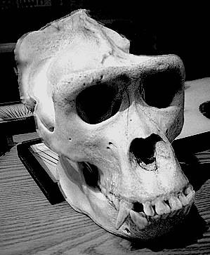 male gorilla skull