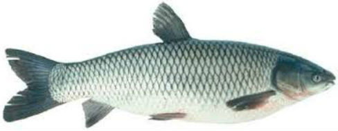 grass carp