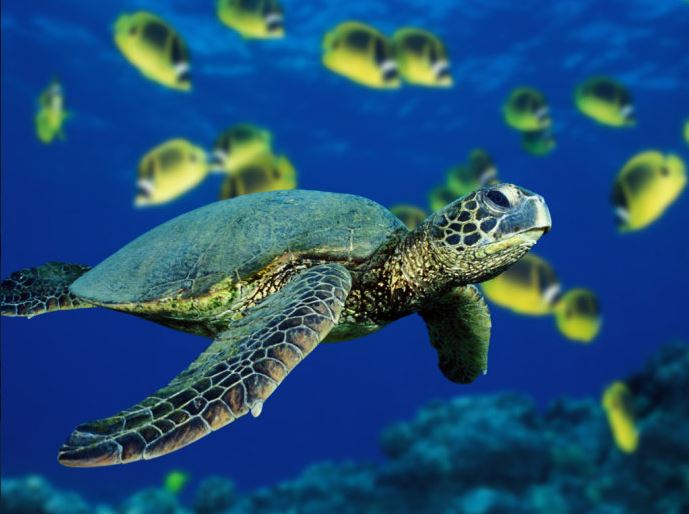 picture of a Green Sea Turtle