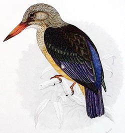 Grey-headed kingfisher, Halcyon leucocephala