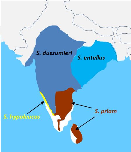 Old World Monkey Hybrids - Mammalian Hybrids