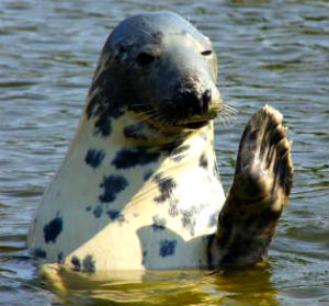 Gray Seal