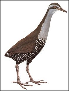 Guam Rail