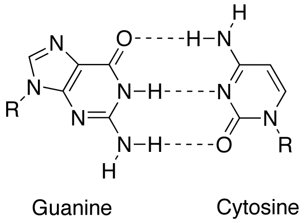 Guanine-cytosine base pair