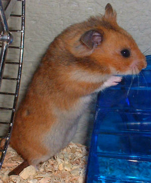 romanian hamster