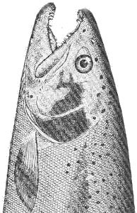 head of a rainbow trout