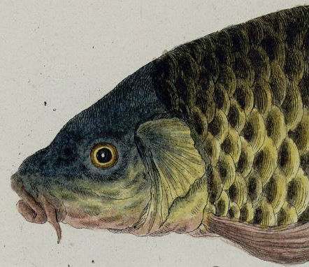 Head of a common carp