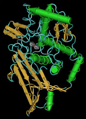 hemocyanin