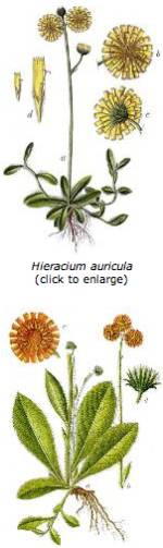 Mendel Hieracium